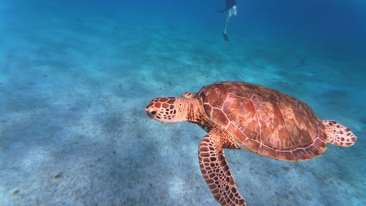 Tobago Cays – Beach BBQ, Snorkeling, and Turtles